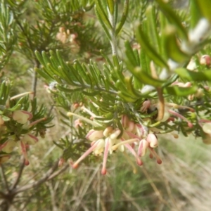 Grevillea lanigera at Cotter River, ACT - 24 Oct 2017