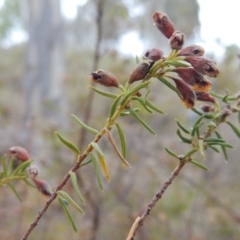 Dillwynia phylicoides (A Parrot-pea) at Theodore, ACT - 19 Oct 2017 by MichaelBedingfield