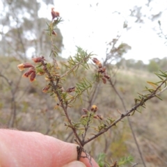 Dillwynia phylicoides at Theodore, ACT - 19 Oct 2017