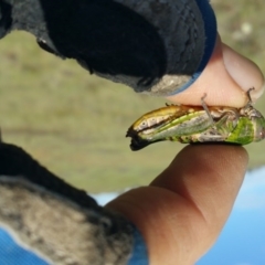 Perunga ochracea (Perunga grasshopper, Cross-dressing Grasshopper) at Molonglo Valley, ACT - 24 Oct 2017 by RichardMilner