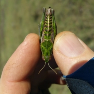 Perunga ochracea at Molonglo River Reserve - 25 Oct 2017