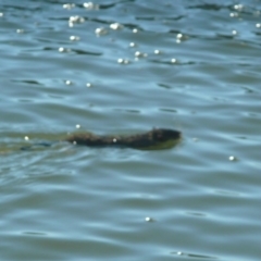 Hydromys chrysogaster (Rakali or Water Rat) at Mount Ainslie to Black Mountain - 19 May 2010 by Christine