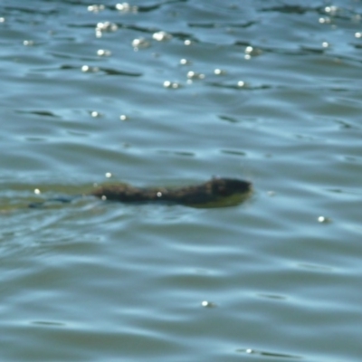 Hydromys chrysogaster (Rakali or Water Rat) at Commonwealth & Kings Parks - 19 May 2010 by Christine