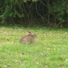 Oryctolagus cuniculus (European Rabbit) at Mount Ainslie to Black Mountain - 10 Jul 2010 by Christine