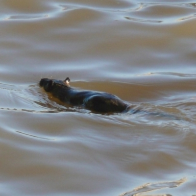 Hydromys chrysogaster (Rakali or Water Rat) at Lake Ginninderra - 17 Jul 2010 by Christine