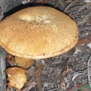 Gymnopilus junonius at Acton, ACT - 4 Jun 2010 04:11 PM