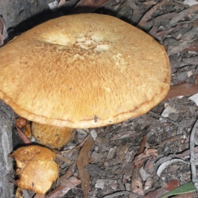 Gymnopilus junonius (Spectacular Rustgill) at Acton, ACT - 4 Jun 2010 by Christine