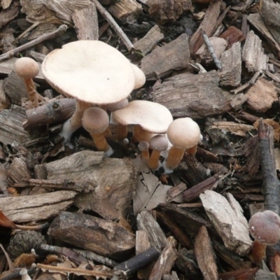 zz agaric (stem; gills white/cream) at Mount Ainslie to Black Mountain - 10 Jul 2010 by Christine