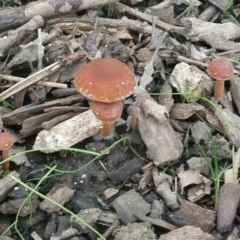 zz agaric (stem; gills white/cream) at Parkes, ACT - 10 Jul 2010