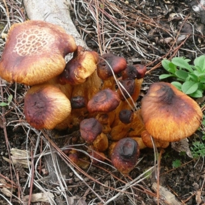 Gymnopilus junonius (Spectacular Rustgill) at Parkes, ACT - 10 Jul 2010 by Christine