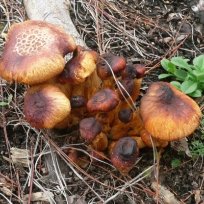 Gymnopilus junonius (Spectacular Rustgill) at Parkes, ACT - 10 Jul 2010 by Christine