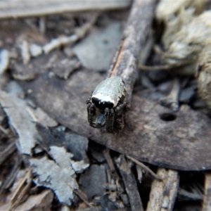 Araneus dimidiatus at Belconnen, ACT - 10 Oct 2017