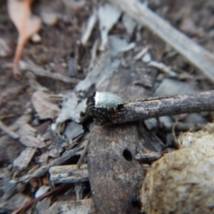 Araneus dimidiatus at Belconnen, ACT - 10 Oct 2017