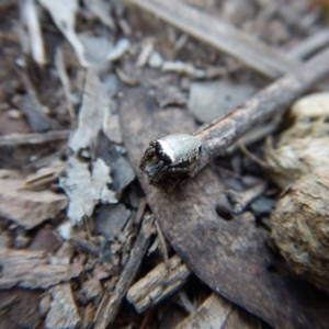 Araneus dimidiatus at Belconnen, ACT - 10 Oct 2017