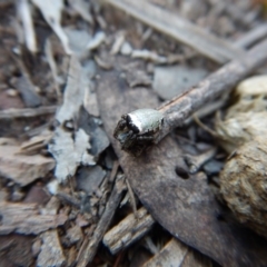 Araneus dimidiatus at Belconnen, ACT - 10 Oct 2017