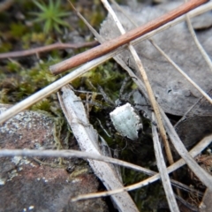 Araneus dimidiatus at Belconnen, ACT - 10 Oct 2017 01:44 PM