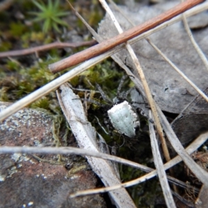 Araneus dimidiatus at Belconnen, ACT - 10 Oct 2017