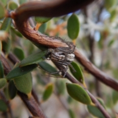 Oxyopes (genus) (Lynx spider) at Belconnen, ACT - 9 Oct 2017 by CathB