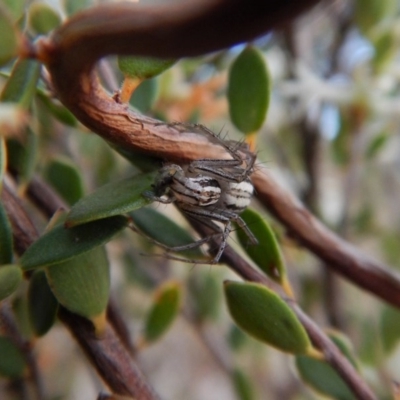 Oxyopes (genus) (Lynx spider) at Belconnen, ACT - 9 Oct 2017 by CathB