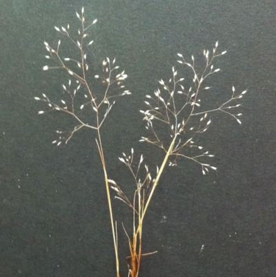 Aira elegantissima (Delicate Hairgrass) at Hughes Garran Woodland - 23 Oct 2017 by ruthkerruish