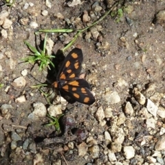 Asura cervicalis (Spotted Lichen Moth) at Acton, ACT - 4 Feb 2012 by Christine