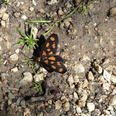 Asura cervicalis (Spotted Lichen Moth) at Acton, ACT - 3 Feb 2012 by Christine