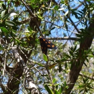 Asura cervicalis at Acton, ACT - 4 Feb 2012