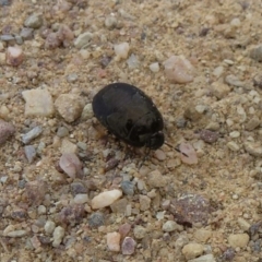 Cydnidae (family) (Burrower bug) at Stromlo, ACT - 8 Feb 2012 by Christine