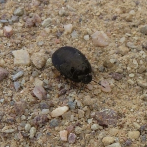 Cydnidae (family) at Stromlo, ACT - 8 Feb 2012