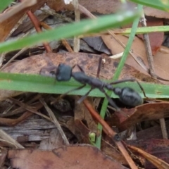 Myrmecia pyriformis (A Bull ant) at Lake Ginninderra - 11 Feb 2012 by Christine