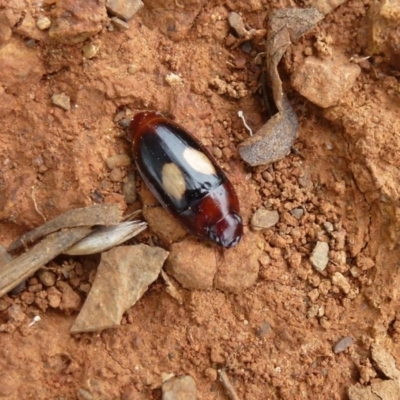 Sphallomorpha sp. (genus) (Unidentified Sphallomorpha ground beetle) at Lake Ginninderra - 11 Feb 2012 by Christine