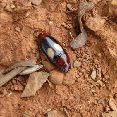 Sphallomorpha sp. (genus) (Unidentified Sphallomorpha ground beetle) at Belconnen, ACT - 10 Feb 2012 by Christine