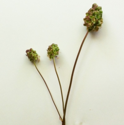 Sanguisorba minor (Salad Burnet, Sheep's Burnet) at Hughes Garran Woodland - 24 Oct 2017 by ruthkerruish