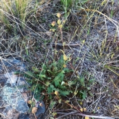 Sanguisorba minor at Hughes, ACT - 24 Oct 2017