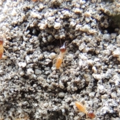 Nasutitermes exitiosus (Snouted termite, Gluegun termite) at Theodore, ACT - 19 Oct 2017 by michaelb