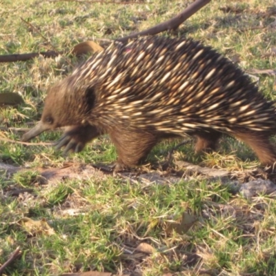Tachyglossus aculeatus (Short-beaked Echidna) at Bermagui, NSW - 18 Oct 2017 by margaretrose