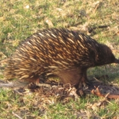 Tachyglossus aculeatus at Bermagui, NSW - 18 Oct 2017 05:51 PM