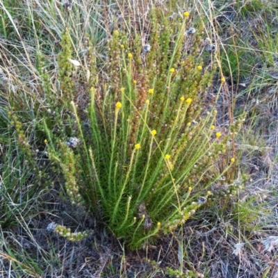 Chrysocephalum semipapposum (Clustered Everlasting) at Garran, ACT - 24 Oct 2017 by ruthkerruish