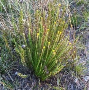 Chrysocephalum semipapposum at Garran, ACT - 24 Oct 2017