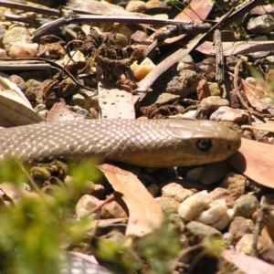 Pseudonaja textilis at Acton, ACT - 25 Oct 2017