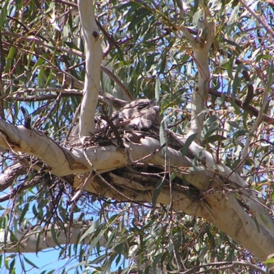 Podargus strigoides (Tawny Frogmouth) at Acton, ACT - 25 Oct 2017 by MatthewFrawley