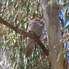 Podargus strigoides at Acton, ACT - 25 Oct 2017