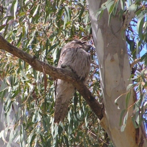 Podargus strigoides at Acton, ACT - 25 Oct 2017 11:07 AM