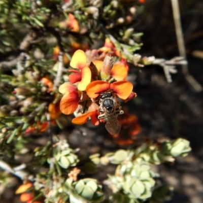 Lasioglossum (Chilalictus) sp. (genus & subgenus) (Halictid bee) at Aranda Bushland - 23 Oct 2017 by CathB
