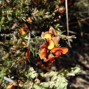 Lasioglossum (Chilalictus) sp. (genus & subgenus) at Belconnen, ACT - 23 Oct 2017 02:04 PM