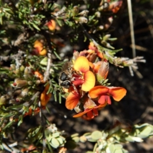 Lasioglossum (Chilalictus) sp. (genus & subgenus) at Belconnen, ACT - 23 Oct 2017 02:04 PM