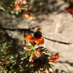 Lasioglossum (Chilalictus) sp. (genus & subgenus) at Belconnen, ACT - 23 Oct 2017