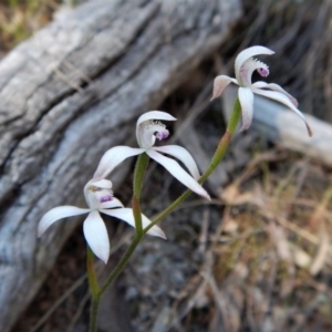 Caladenia ustulata at Aranda, ACT - 23 Oct 2017