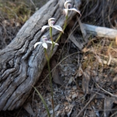 Caladenia ustulata at Aranda, ACT - suppressed