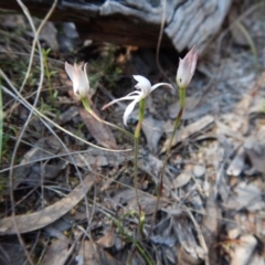 Caladenia ustulata at Aranda, ACT - suppressed